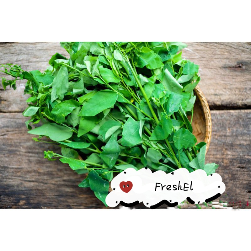 

FreshEl - DAUN KATUK