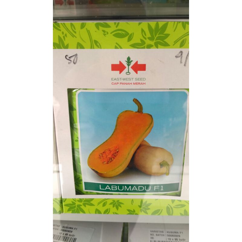 Benih Labu Madu F1 / Butternut Squash/ Labu Madu Hidroponik