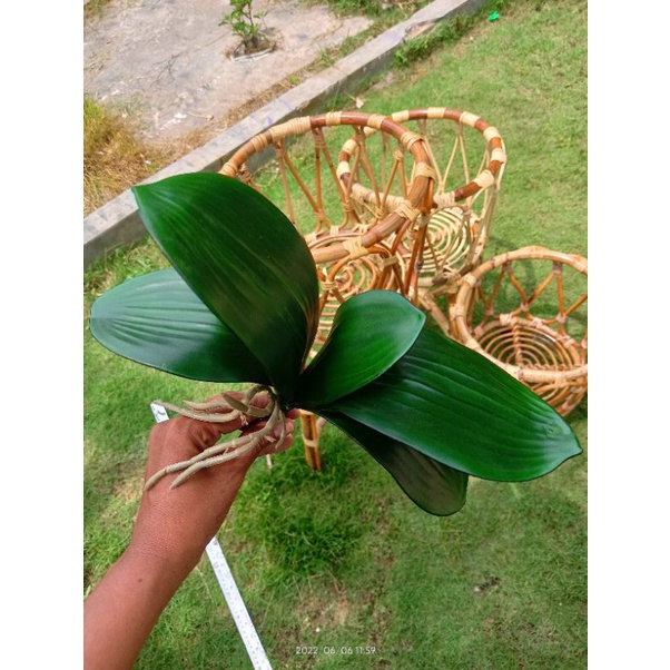 daun anggrek latex/daun anggrek palsu/daun anggrek karet besar
