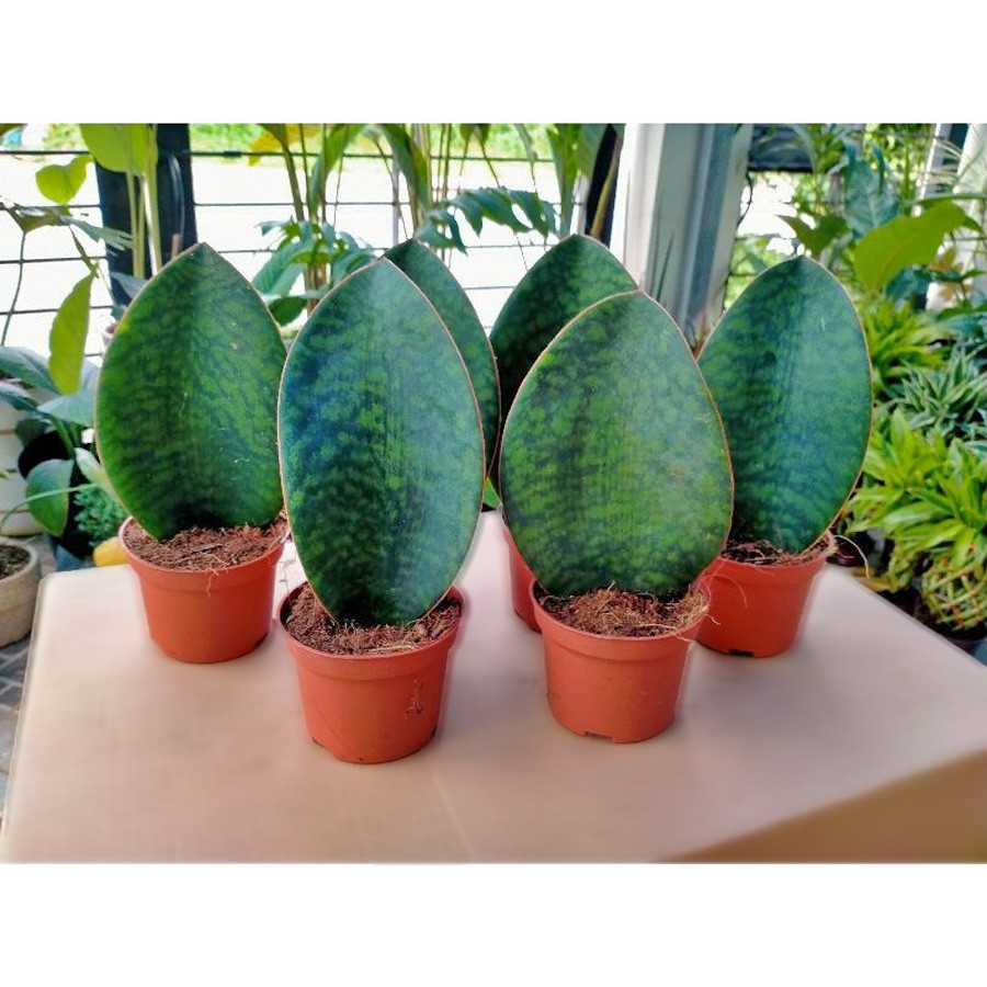 Lidah Mertua Sansevieria Sansivera Sansiviera Sensiviera Masoniana Giant Centong Jumbo LM-MS-P3040