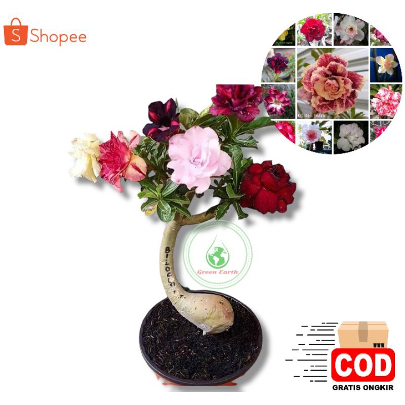 Kamboja Jepang/Adenium tumpuk 3 warna