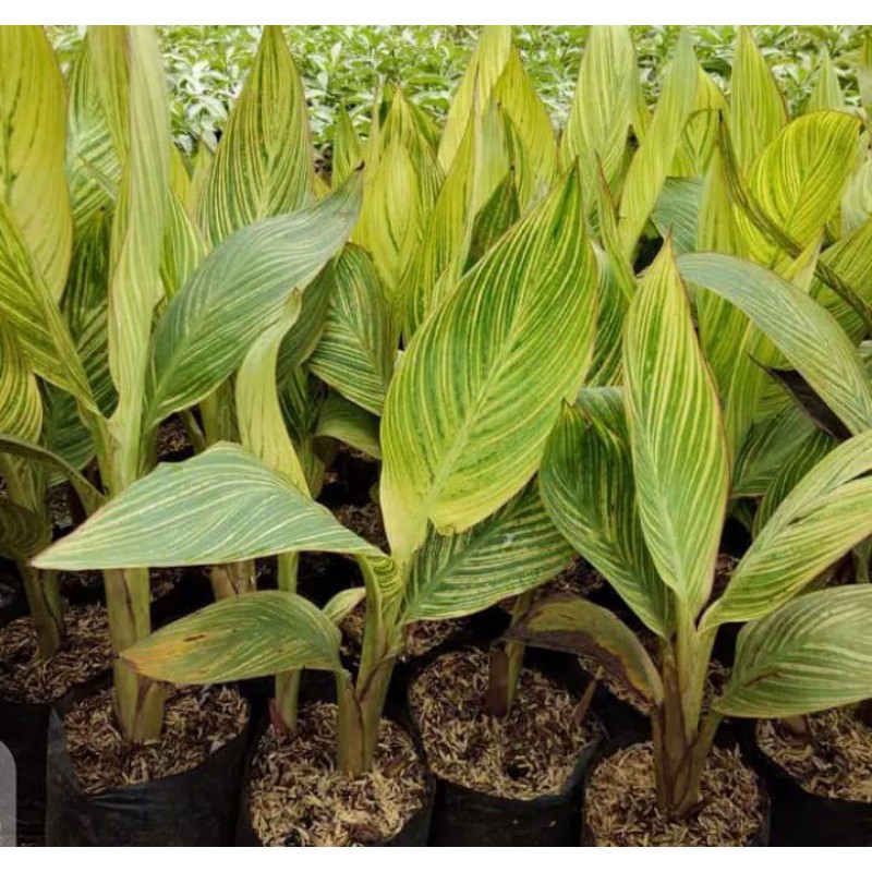 tanaman hias pisang-pisangan kana