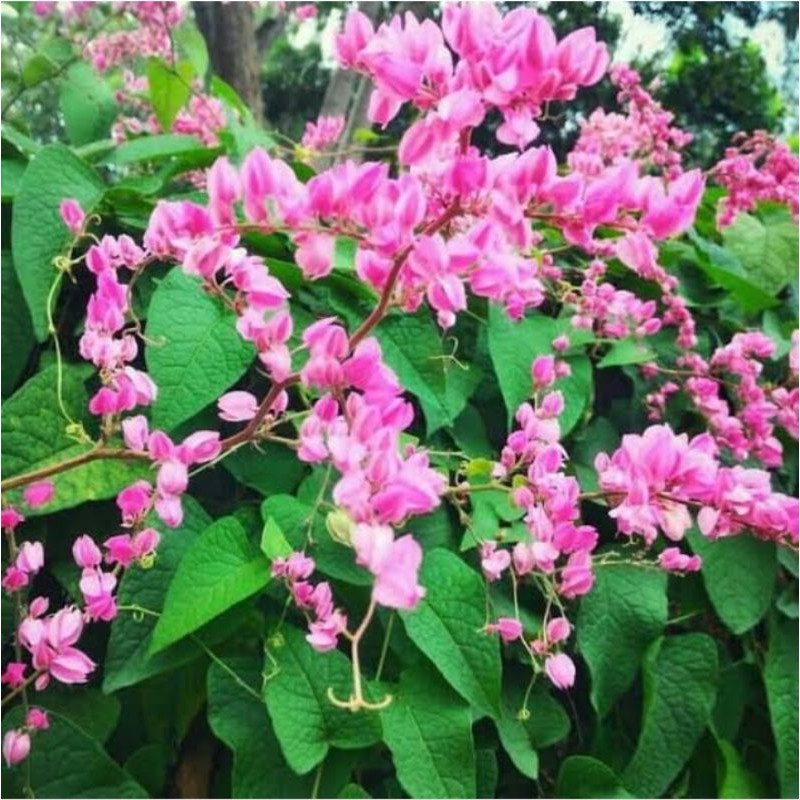 biji bunga air mata pengantin 40biji