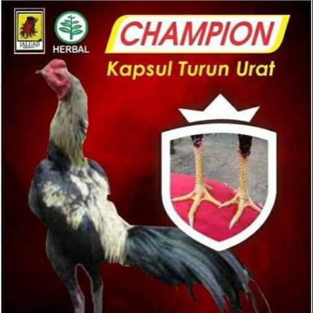 JALU AJI Champion - Turun urat - pincang / lumpuh ayam