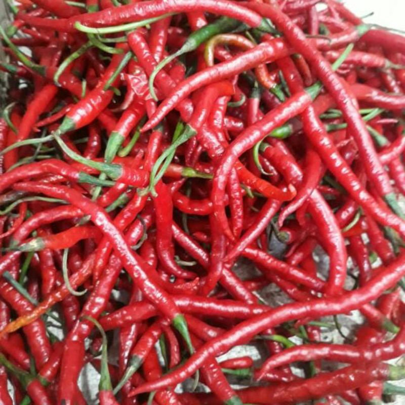 

Cabe Merah keriting 500gr