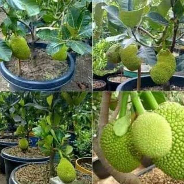 Asli! Bibit nangka madu super Terlaris