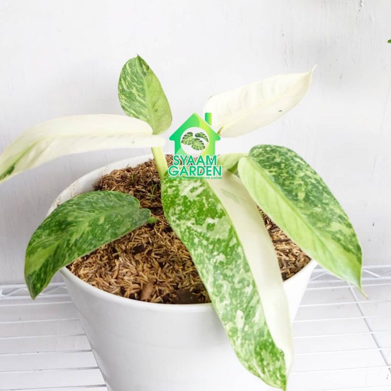 philodendron josebuono