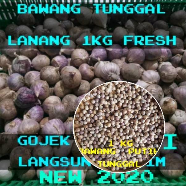 BAWANG PUTIH TUNGGAL /BAWANG LANANG SIUNG JANTAN 1KG A4E2