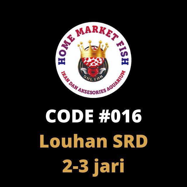 LOUHAN SRD #016  2-3jari REAL VIDEO ikan louhan Super Red Dragon nyata 1 ikan/1 iklan sesuai VIDEO