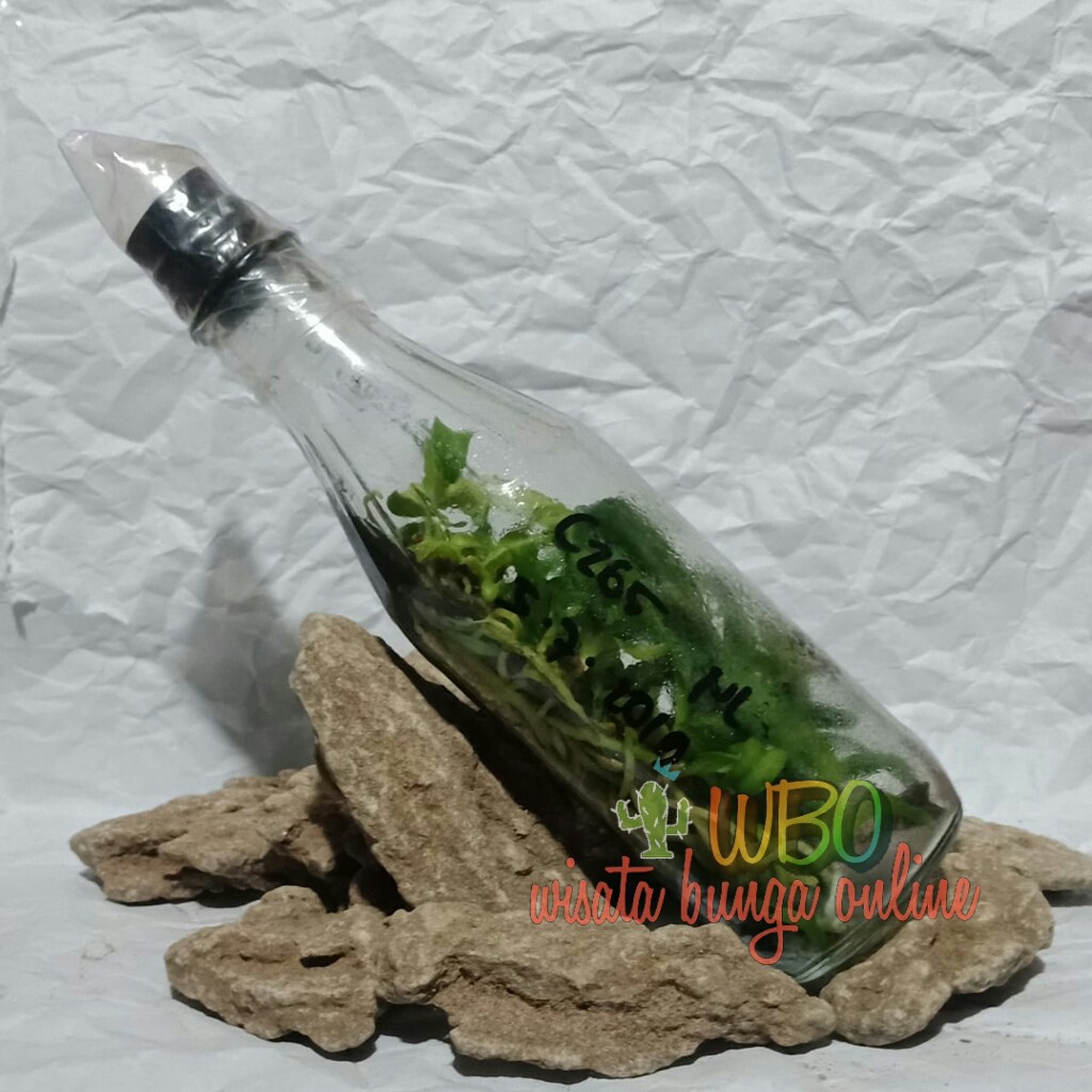 bibit anggrek botolan cattleya