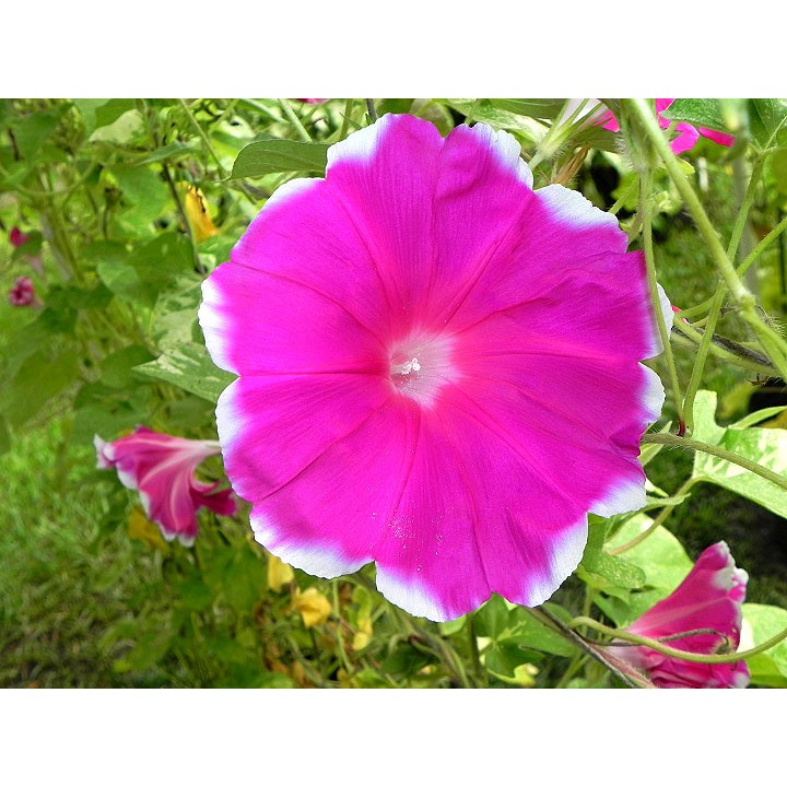 Benih Bibit Biji - Bunga Japanese Morning Glory Xiong's Red Crown (Ipomoea Nil) Flower Seeds