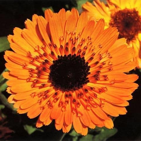 Benih Bibit Biji - Bunga Calendula Princess Orange Black Flower Seeds - IMPORT