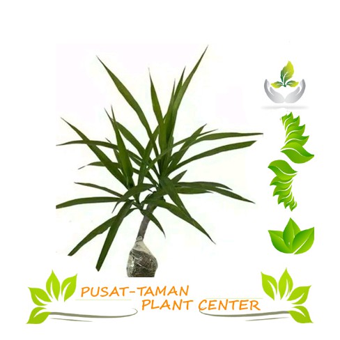 

BIBIT TANAMAN DAUN SUJI PANDAN BETAWI PEWARNA ALAMI