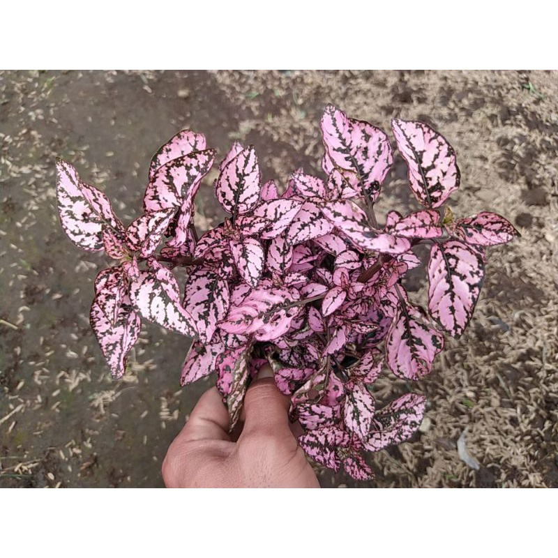 tanaman hias hypoestes pink muda