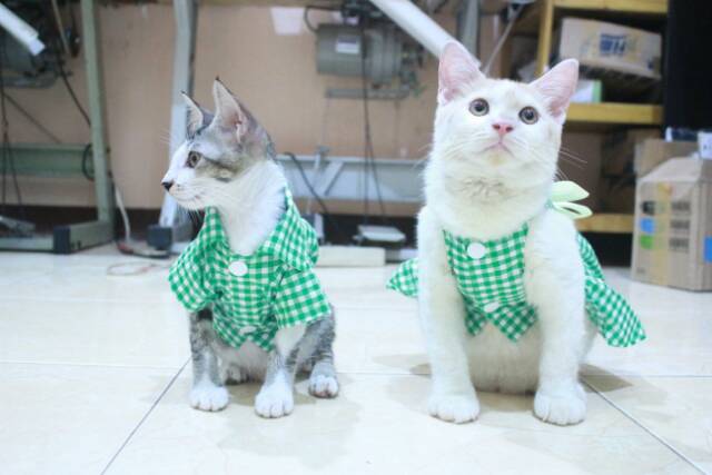 Baju kopel kucing kotak-kotak hijau lucu untuk kucing dan anjing size S M L XL (bisa pilih size)