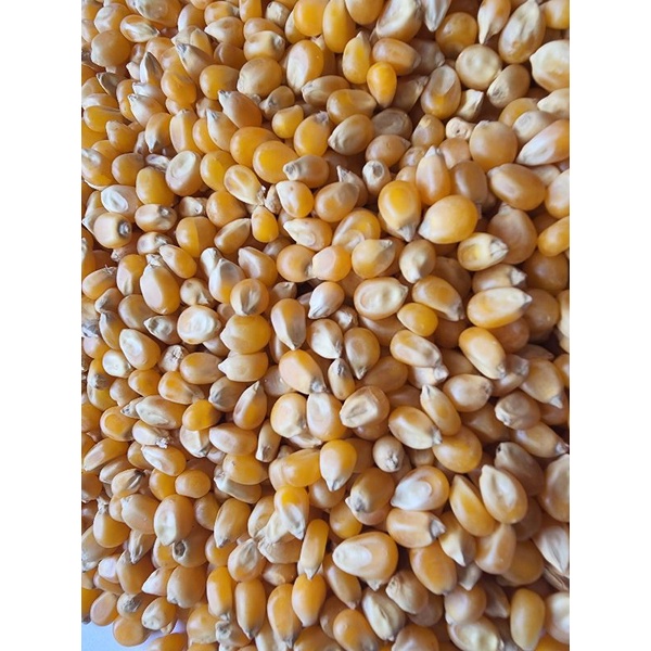 Jagung popcorn (Argentina) 1kg - Biji jagung Popcorn 1kg Super