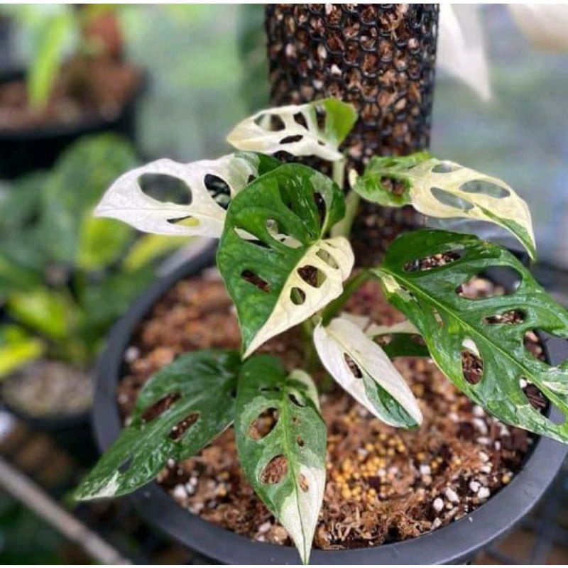 Tanaman hias janda bolong variegata | Bonggol janda bolong variegata