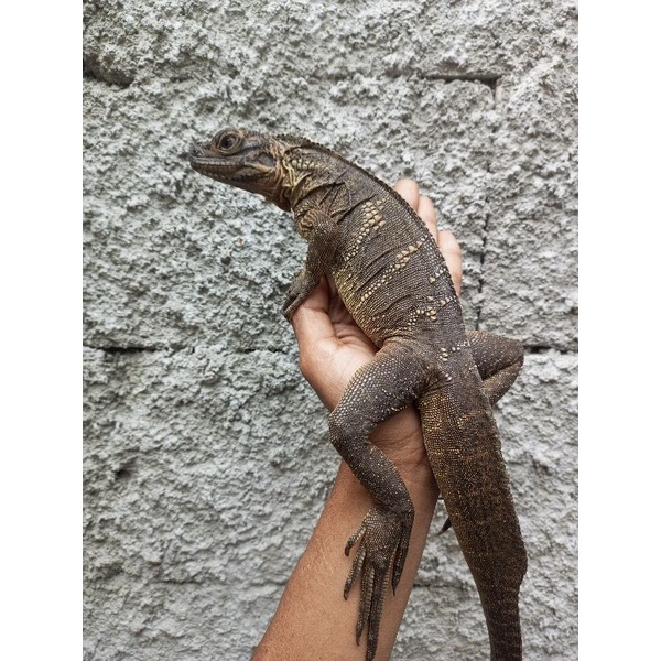 Soa Layar size juvenile