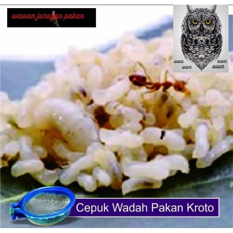 cepuk kroto, tempat pakan kroto