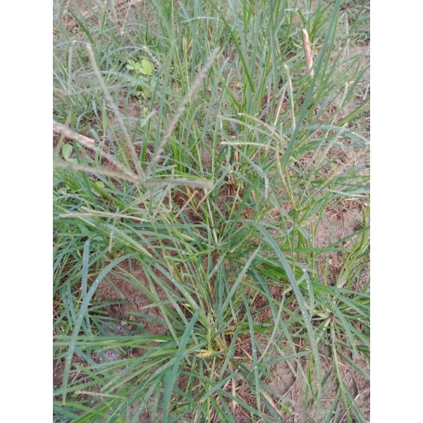 

Rumput Herbal Rumput Belulang Rumput Pulang Rumput Tulang 350 gram Fresh