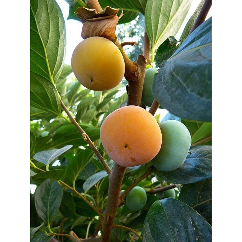 Banting Harga Bibit Tanaman Buah Kesemek Super JZMQWaI5xAGld