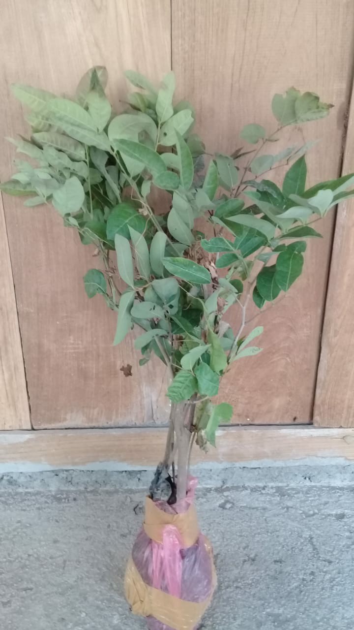 Tanaman Kelengkeng Diamon Unggul/kelengkeng Diamon Super