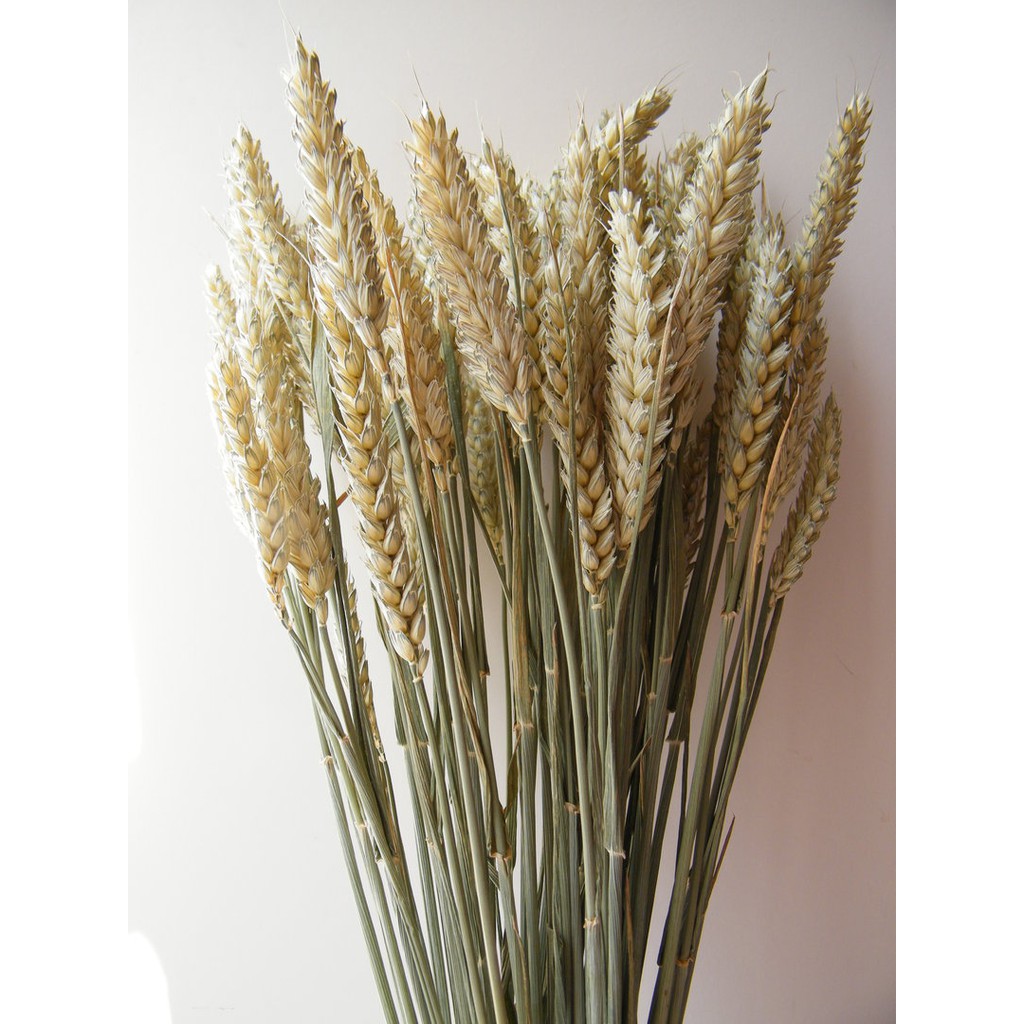 Gandum Kering Hias 1 Ikat Besar 110pcs | Tanaman Kering | Hiasan Rumah
