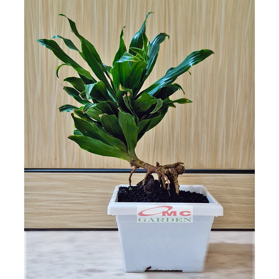 Tanaman Hias Bonsai Bonsae Dracaena Compacta Green Jewel Hanjuang Andong Kemoceng B-DC-001