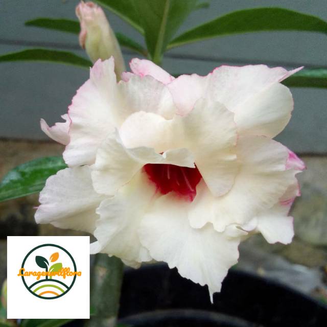 

Bibit Bunga Kamboja adenium Jepang no 12
