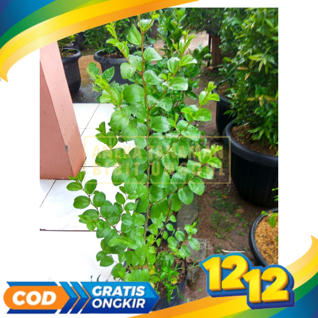 Bibit Tanaman bidara arab - pohon bidara arab