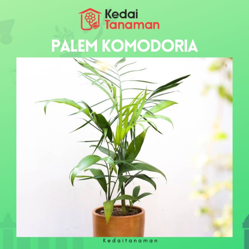 Tanaman Hidup Palem Bambu Komodoria - Tanaman Hias Palem Chamaedorea - bibit pohon Palm Comodoria