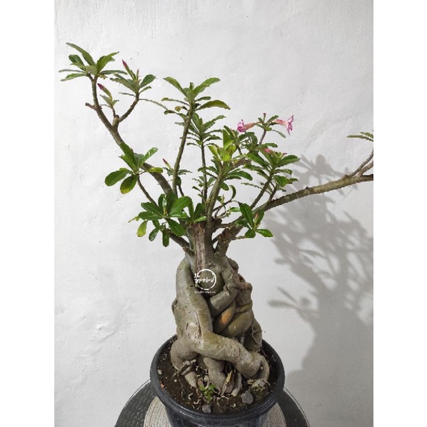 Kamboja Bonsai Bonggol Besar Bunga Pink / Adenium Bonggol Besar