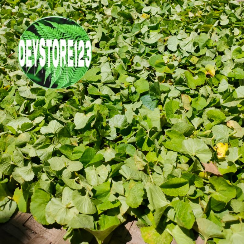 

Jual Daun Pegagan Segar Murni Daun nya saja