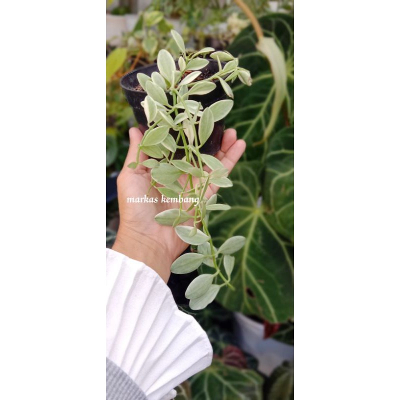 Tanaman Hias Dischidia Oiantha