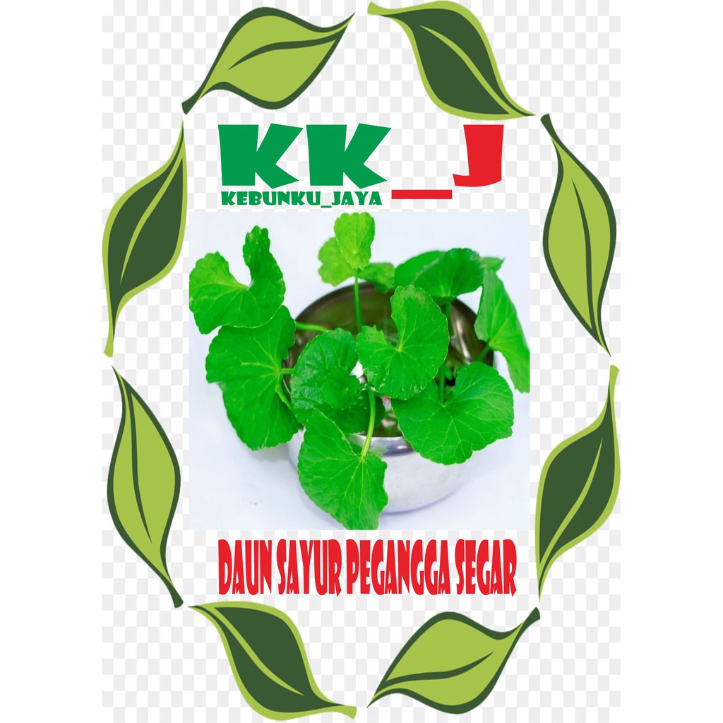 

DAUN PEGANGGA SEGAR SIAP MAKAN KEBUNKU_JAYA