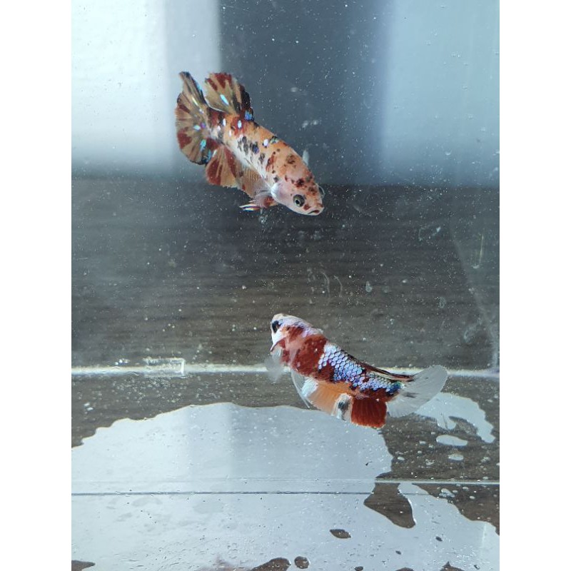 Cupang Plakat Nemo Leopard