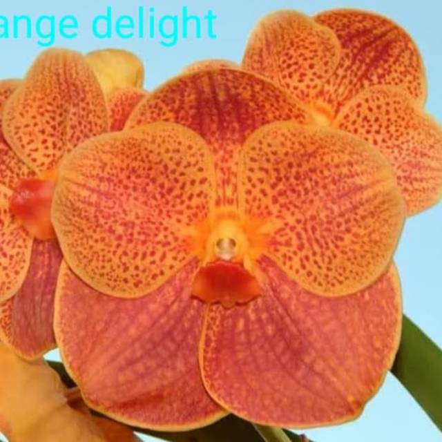 Anggrek Vanda Import Bunga Jumbo