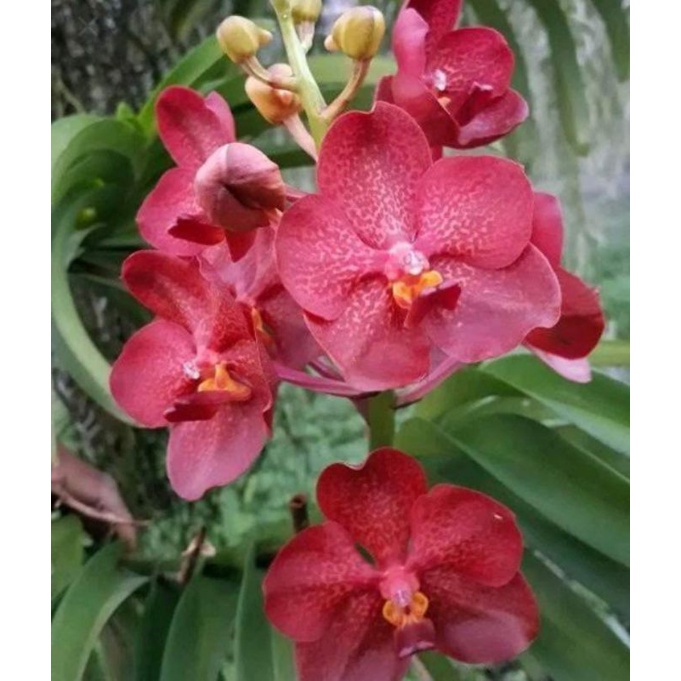 Seedling Anggrek Vanda