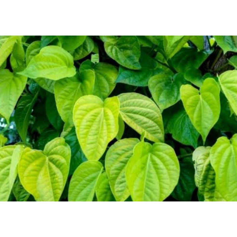 

Daun Sirih Segar