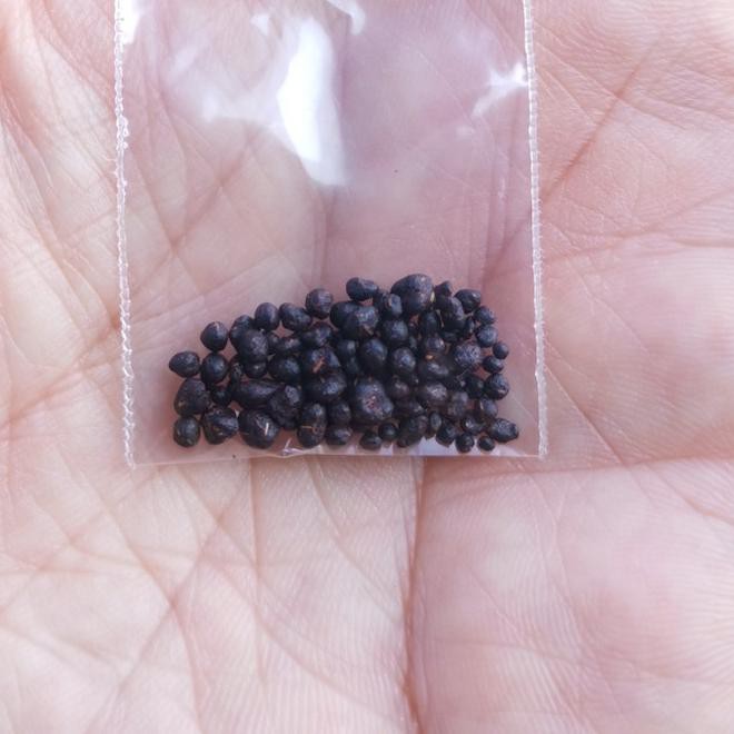 ✅Baru Dharma pills Vajra kilaya dr vihara tibet ⭐⭐⭐⭐⭐