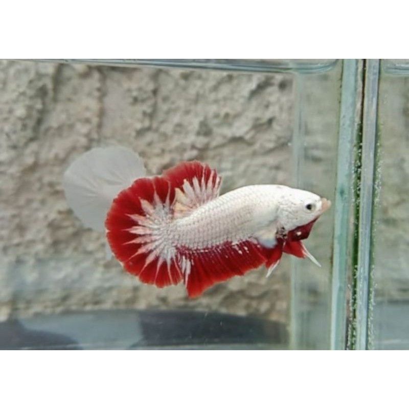 cupang red dragon snow