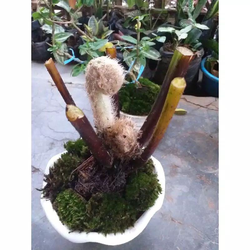 TANAMAN HIAS PAKIS EKOR MONYET