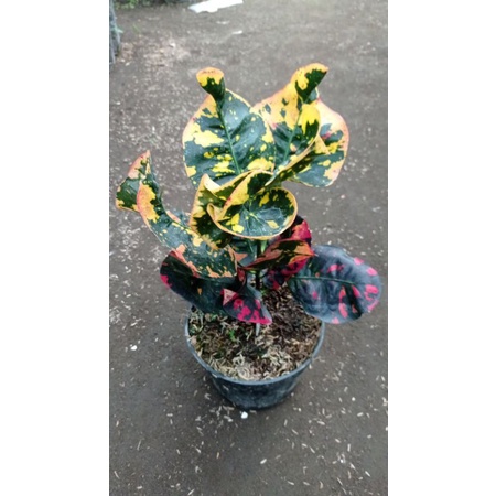 bibit tanaman hias bunga puring apel merah pelangi