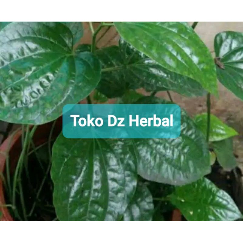 

Daun karuk segar 500 gram petik langsung-az