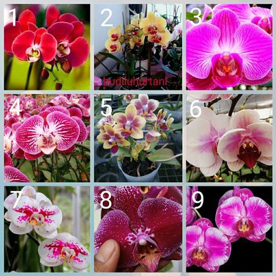 Seedling Anggrek Bulan Hybrid