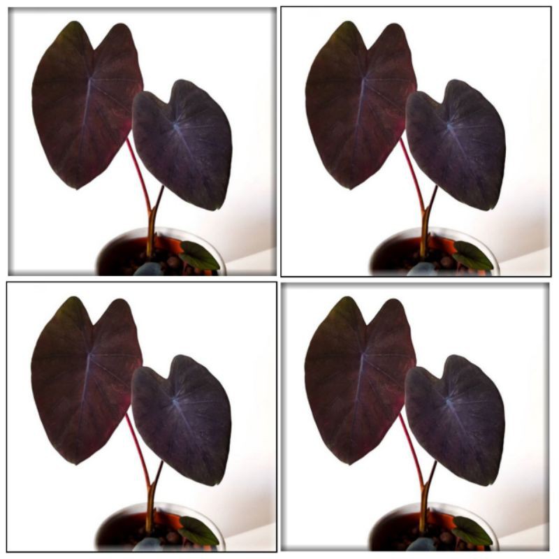Colocasia black magic