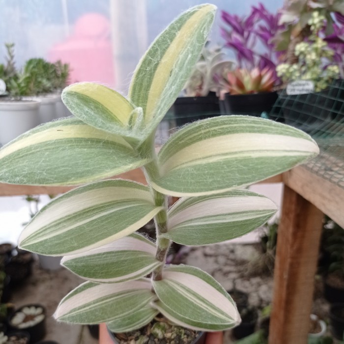tradescantia sillamontana variegata tanaman KAKTUS SUKULEN TANAMAN HIAS