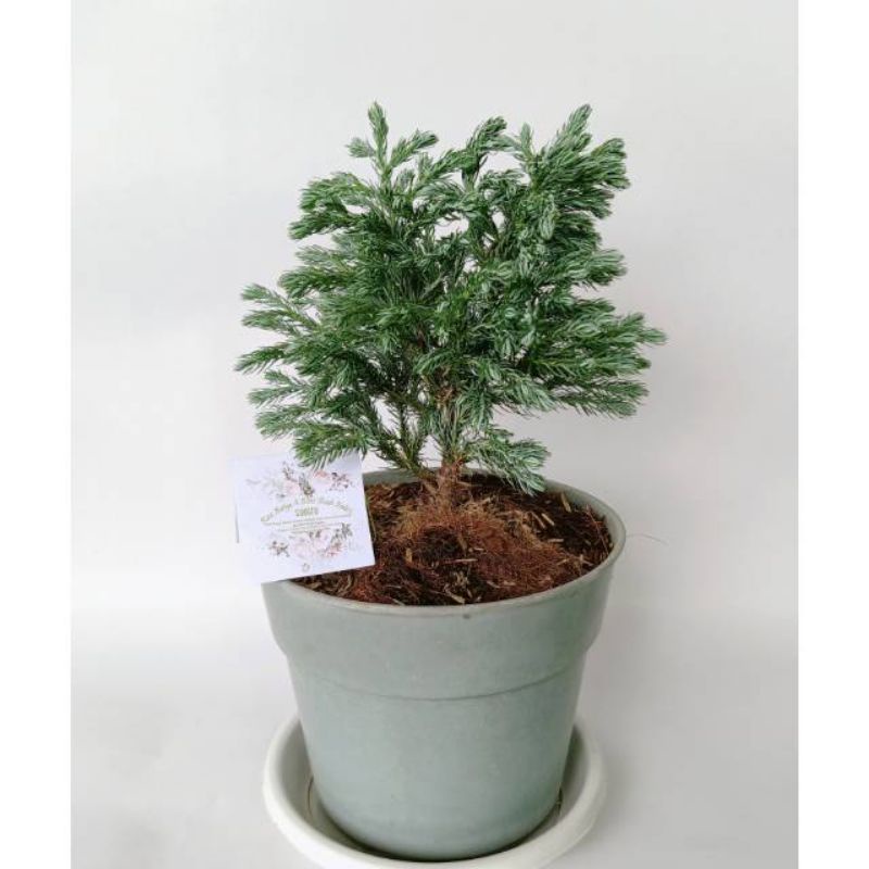 Tanaman hias cemara perak-cemara perak