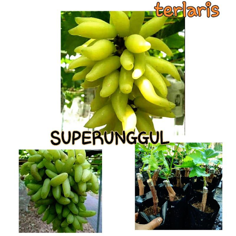 bibit anggur import jenis banana premium