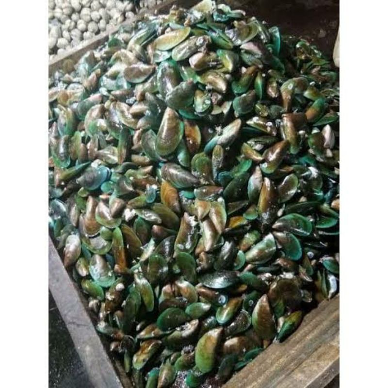 

Kerang Hijau Segar 1 Kg